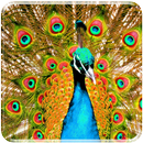 New Peacock Live Wallpaper APK