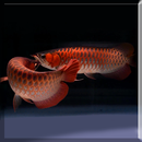 Romantic Arowana LiveWallpaper APK