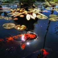 koi live wallpapers скриншот 1