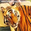 Satpura Tiger Park