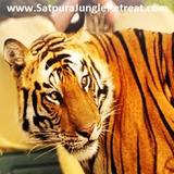 Satpura Tiger Park icône