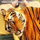 Satpura Tiger Park ícone