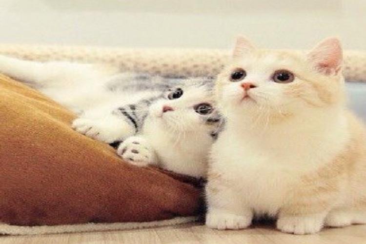 Puzzle Kucing Lucu For Android Apk Download