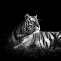 Cool Awesome Wallpapers