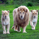 Cool Animals Wallpapers APK