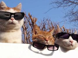 Cool Cats Wallpapers पोस्टर