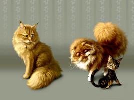 2 Schermata Cool Cats Wallpapers