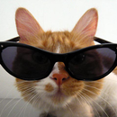 Cool Cat Wallpapers APK