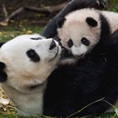 Cool Panda Wallpapers APK