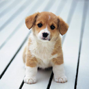 Cute Dog Wallpapers-APK