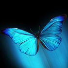 Butterfly Wallpapers icône