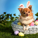 Free Cute Wallpapers APK
