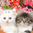 Free Download Cute Wallpapers simgesi