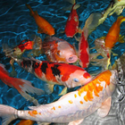 Koi Wallpapers أيقونة