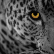 Leopard Wallpapers