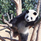 Sleepy Panda Wallpapers أيقونة