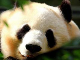 برنامه‌نما Sleepy Panda Wallpapers عکس از صفحه
