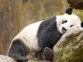 Sleepy Panda Wallpapers скриншот 2