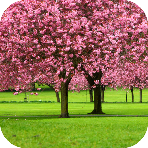 Sakura Video Wallpaper 3D