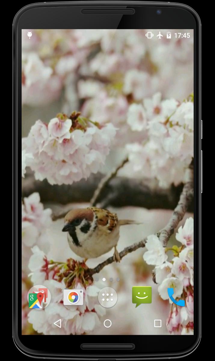 Sakura And Bird Live Wallpaper For Android Apk Download Sakura And Bird Live Wallpaper For Android Apk Download