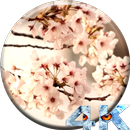 Sakura Live Video Wallpaper APK