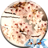Sakura Live Video Wallpaper icône