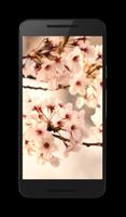 Sakura Live Video Wallpaper Affiche