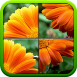 تركيب وتجميع الصور