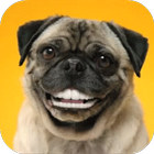 Pug Live Wallpaper 2017-icoon