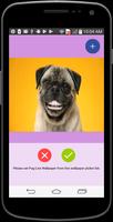 Pug Live Wallpaper 2017 Affiche