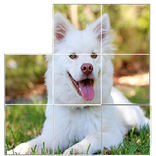 free dog puzzles