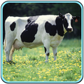 Animal Sound Free