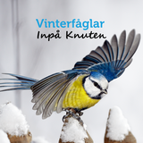 Vinterfåglar Inpå Knuten APK