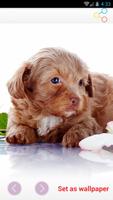 Animal Wallpapers скриншот 2