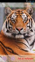 Animal Wallpapers скриншот 3