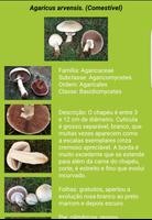 Cogumelos Setamania 1.0 capture d'écran 2