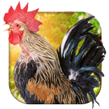 Cock Dance Live Wallpaper