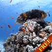 Sea fish Video Live Wallpaper
