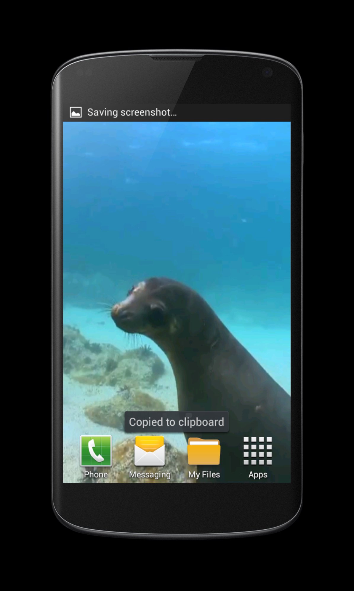 Seal Hd Wallpaper For Mobile