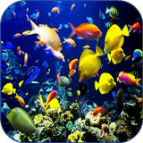 Sea Life Video Wallpapers 图标