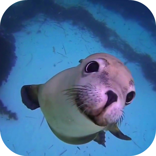 Sea Life HD Video Wallpapers G