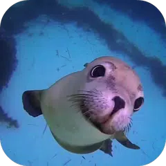 Скачать Sea Life HD Video Wallpapers G APK