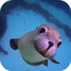Sea Life HD Video Wallpapers G APK