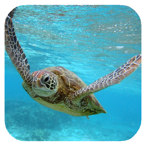 Sea Turtle HD. Wallpaper