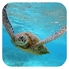 Sea Turtle HD. Wallpaper APK download