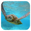 Sea Turtle HD. Wallpaper