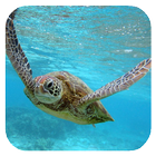 Sea Turtle HD. Wallpaper Zeichen