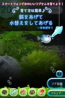 ぼくのフグさん水族館 【無料でかわいい育成ゲーム】 اسکرین شاٹ 1