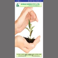 Noble Seeds Affiche