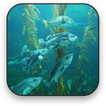 Aquarium Live Wallpaper